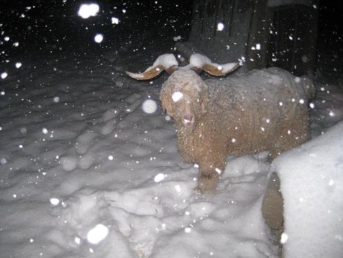 look at the snow on Fluff's horns